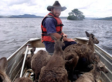 2010年のニューサウスウェールズ州大洪水の時に、丘に取り残されたカンガルーをボートで救助したWIRESのメンバー。（写真：(C)WIRES -NSW Wildlife Information Rescue and Education Service Inc ）