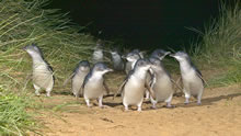 かわいいペンギンパレードで有名なフィリップ島