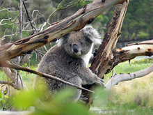 フィリップ島に生息するコアラ