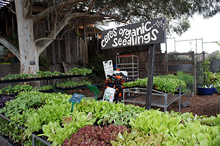自家栽培の野菜の苗や種を販売するナーサリー