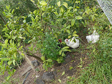 鶏を飼って卵を収穫するグループのコミュニティ・スペース