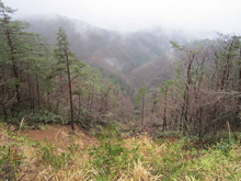 支援対象の被災地の森の例（岩手県有林）。