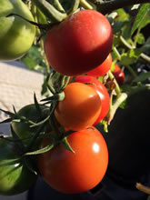生ゴミコンポストから生えてきたトマト。