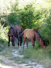畑や住居周りの草取りに一役買っている馬たち