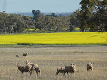 西オーストラリアの広大な土地では、菜種用アブラナ栽培と牧羊が同時に行われている