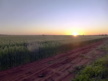 小麦の一大産地でもある西オーストラリア州