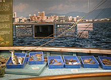 大阪市立自然史博物館の大阪湾にまつわる展示の様子。