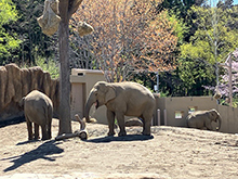 円山動物園アジアゾウはパール、ニャイン、タオの3頭の展示も大変話題に。（札幌市円山動物園HPより）