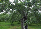 北海道最古のリンゴ「緋の衣」