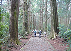 世界遺産「熊野古道」を歩こう