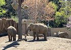 【札幌市円山動物園】ノートの見返しはウンチペーパー！「ZOOTE」