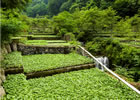 静岡県わさび栽培地域と徳島県にし阿波地域が世界農業遺産に認定