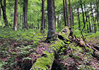 ドイツ黒い森地方の地域創生と持続可能性012