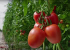 トマト＝テラバイト。美味しいトマトを育てるソフトウェアの話