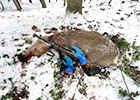 北海道の狩猟、雪原の狩猟の始まりだ。